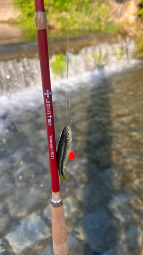 アブラハヤの釣果