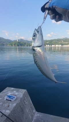 ゴマサバの釣果