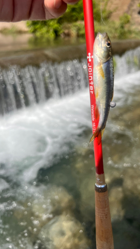 カワムツの釣果