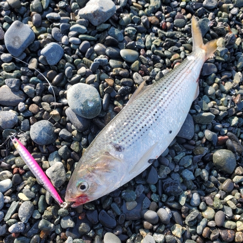 コノシロの釣果