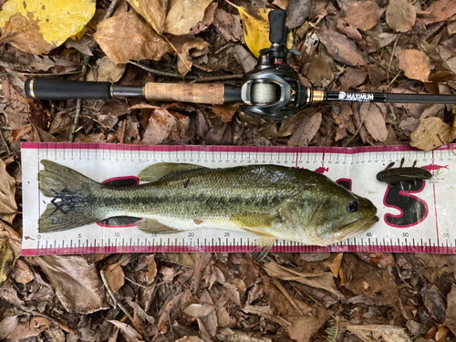 ブラックバスの釣果