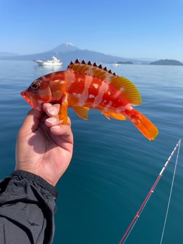 アカハタの釣果