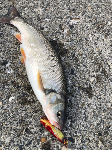 ウグイの釣果