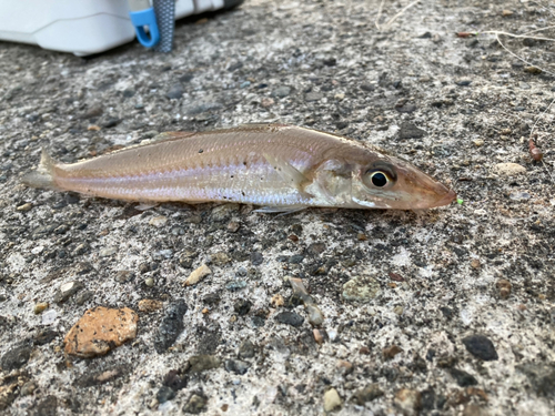 キスの釣果