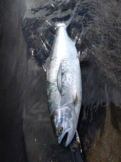 ウミサクラの釣果