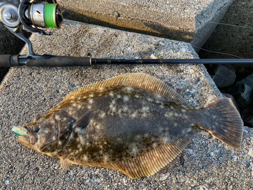 ヒラメの釣果