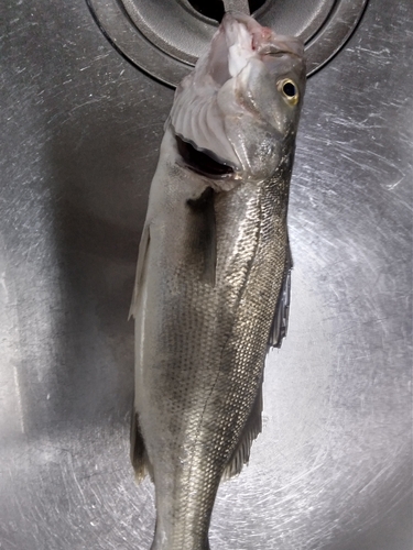 セイゴ（マルスズキ）の釣果