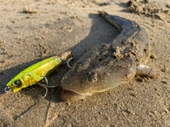 マゴチの釣果