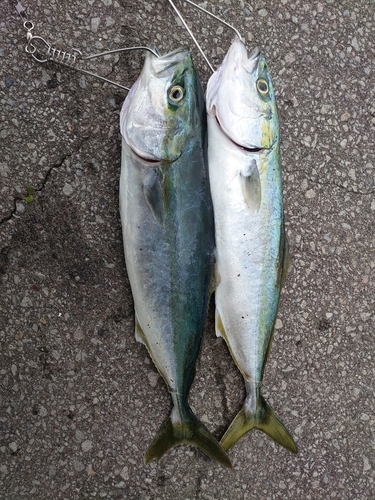 イナダの釣果