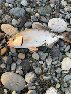 ショゴの釣果