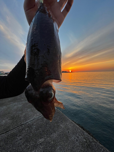 コウイカの釣果