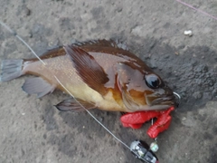 エゾメバルの釣果