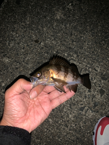 シロメバルの釣果