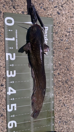 ナマズの釣果