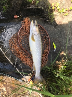 イワナの釣果