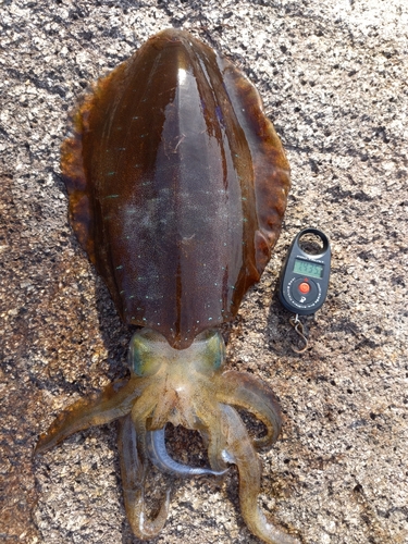 アオリイカの釣果