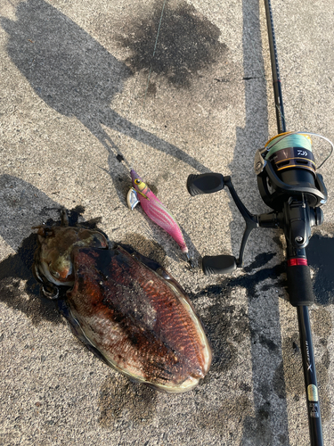 コウイカの釣果