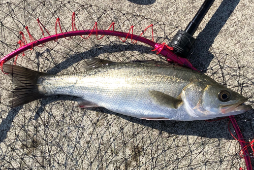 セイゴ（マルスズキ）の釣果