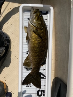 スモールマウスバスの釣果