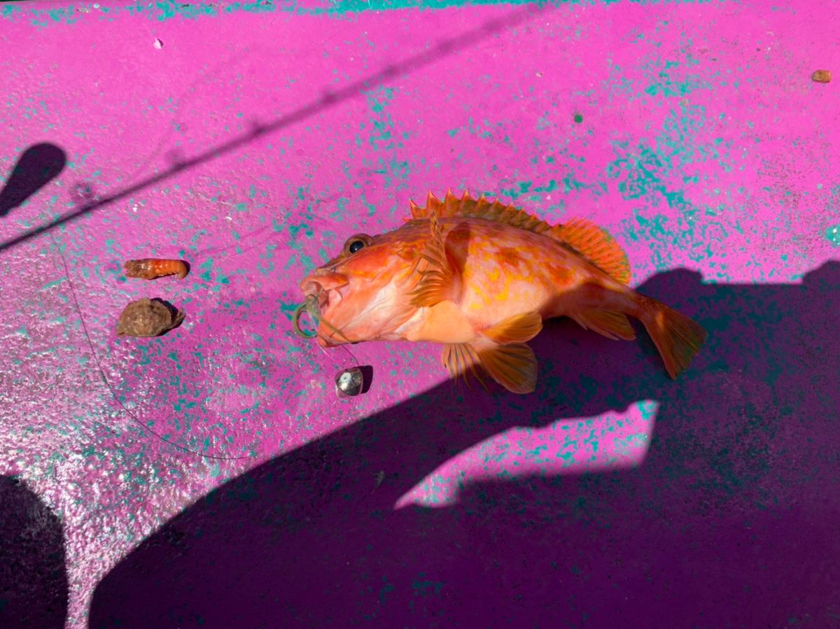 t.onumaさんの釣果 2枚目の画像