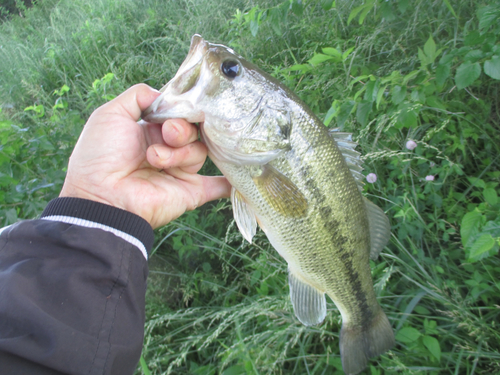 ラージマウスバスの釣果