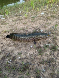 ライギョの釣果