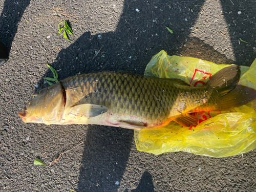 コイの釣果