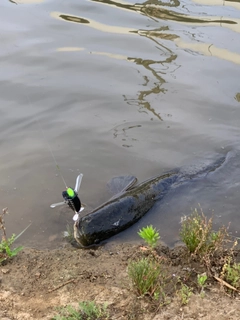 ライギョの釣果