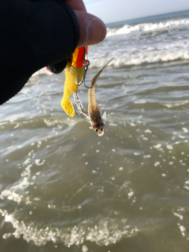 マゴチの釣果