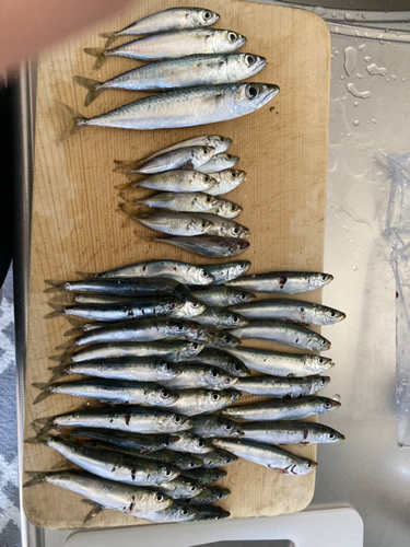 イワシの釣果