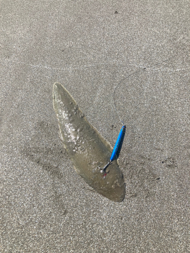 シタビラメの釣果