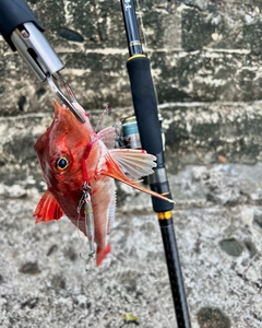 カナガシラの釣果