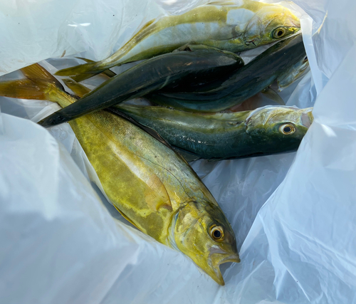 ショゴの釣果