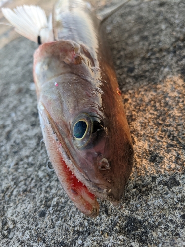 エソの釣果