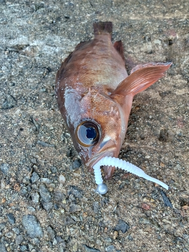 メバルの釣果