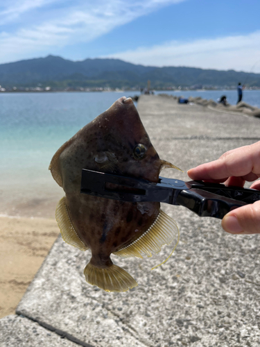 カワハギの釣果