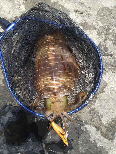 アオリイカの釣果