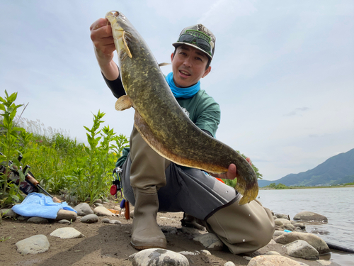 ナマズの釣果