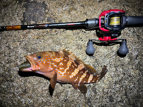 アコウの釣果