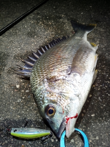 キビレの釣果