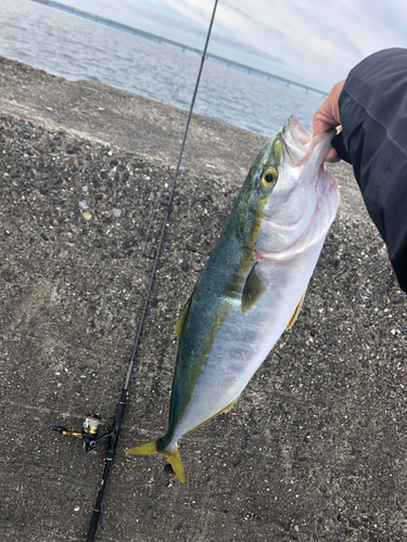 ハマチの釣果