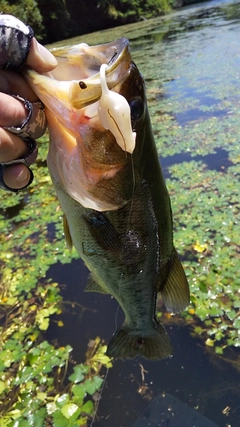 ブラックバスの釣果