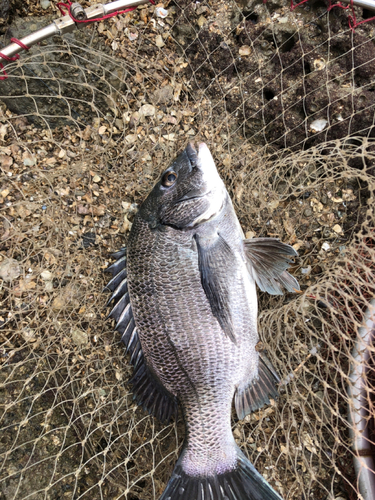 チヌの釣果