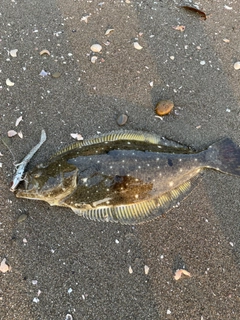 ヒラメの釣果