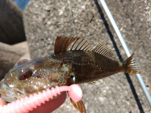 アナハゼの釣果