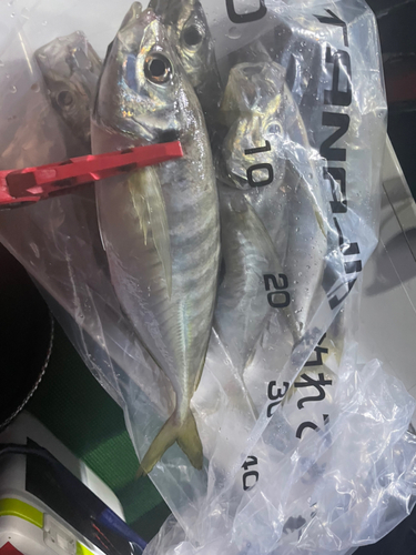 アジの釣果