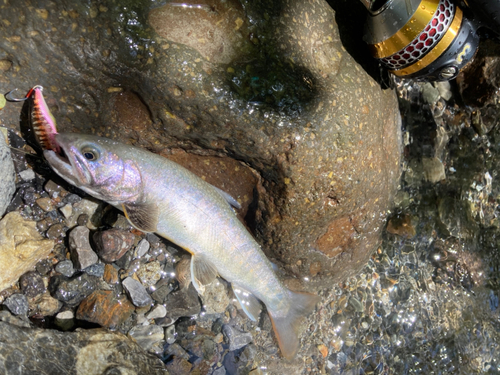 イワナの釣果