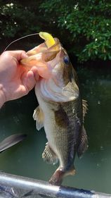 ブラックバスの釣果