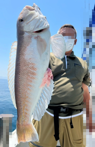 シロアマダイの釣果