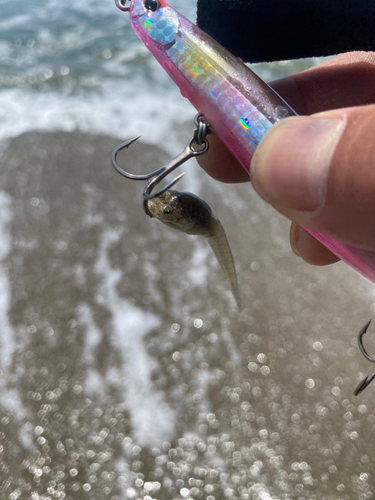 コチの釣果